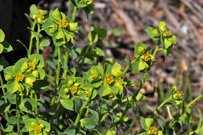 Euphorbia incisa blooms from February or March to May through August across its narrow geographic range. Mojave spurge